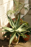 Aloe ferox RCP5-10 350.jpg